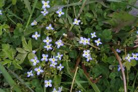 Attēlu rezultāti vaicājumam “Rubiaceae”