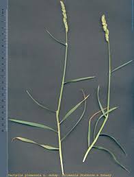 Attēlu rezultāti vaicājumam “Dactylis glomerata subsp. glomerata”