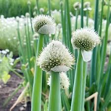 Résultat de recherche d'images pour "Allium fistulosum"