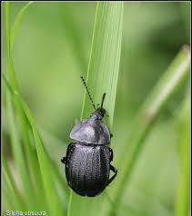 Attēlu rezultāti vaicājumam “Silpha obscura”