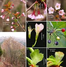 Attēlu rezultāti vaicājumam “Cerasus bud”