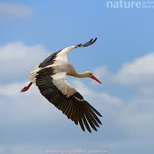 Attēlu rezultāti vaicājumam “Ciconia ciconia”