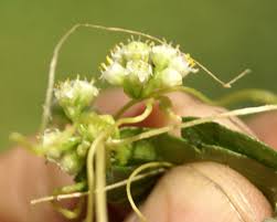 Attēlu rezultāti vaicājumam “Cuscuta europaea fruit”