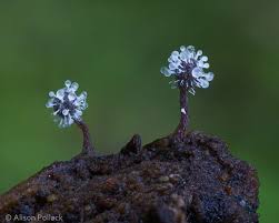 Attēlu rezultāti vaicājumam “Polycephalomyces tomentosus”