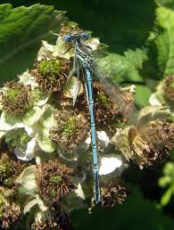 Attēlu rezultāti vaicājumam “Platycnemis pennipes male”