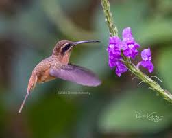 Attēlu rezultāti vaicājumam “Rhabdomiris striatellus imago”