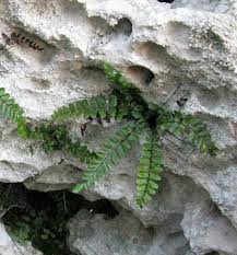 Attēlu rezultāti vaicājumam “Asplenium trichomanes”