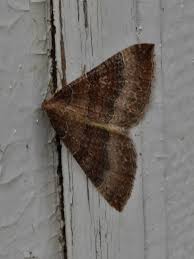 Attēlu rezultāti vaicājumam “Larentia clavaria”