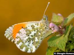 Attēlu rezultāti vaicājumam “Anthocharis cardamines”