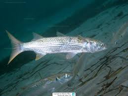 Image result for Mugil