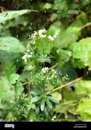 Attēlu rezultāti vaicājumam “Galium rivale flower”
