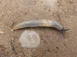 Attēlu rezultāti vaicājumam “Krynickillus melanocephalus”