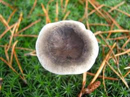 Attēlu rezultāti vaicājumam “Cantharellula umbonata”