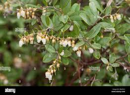 Attēlu rezultāti vaicājumam “Chamaedaphne calyculata fruit”