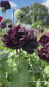 Image result for Papaver somniferum Black