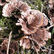 Attēlu rezultāti vaicājumam “Thelephora penicillata”