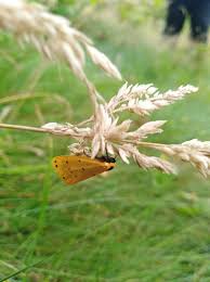 Attēlu rezultāti vaicājumam “Setina irrorella”