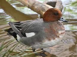 Attēlu rezultāti vaicājumam “Anas penelope”