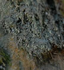 Attēlu rezultāti vaicājumam “Trapeliopsis granulosa”