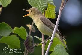 Attēlu rezultāti vaicājumam “Hippolais icterina adult”