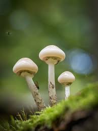 Attēlu rezultāti vaicājumam “Physarum leucopus stalked”