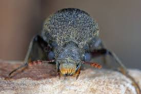 Attēlu rezultāti vaicājumam “Scolytidae”