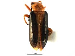 Attēlu rezultāti vaicājumam “Phyllobrotica quadrimaculata”