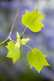 Attēlu rezultāti vaicājumam “Liriodendron tulipifera bud”