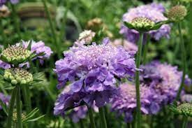 Image result for Scabiosa col.`Butterfly Blue`