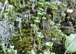 Attēlu rezultāti vaicājumam “Cladonia pyxidata”