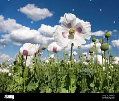 Image result for Papaver somniferum White Cloud