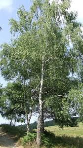 Attēlu rezultāti vaicājumam “Betula”