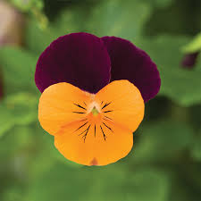 Attēlu rezultāti vaicājumam “Viola uliginosa flower”