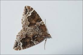 Attēlu rezultāti vaicājumam “Eulithis prunata”