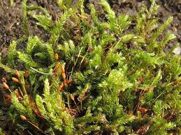 Attēlu rezultāti vaicājumam “Herzogiella seligeri”