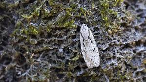 Attēlu rezultāti vaicājumam “Semioscopis avellanella”