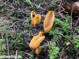 Attēlu rezultāti vaicājumam “Otidea leporina”