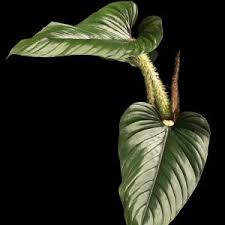 Attēlu rezultāti vaicājumam “Araceae”