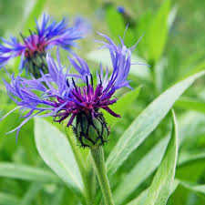 Attēlu rezultāti vaicājumam “Centaurea”