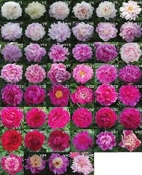 Attēlu rezultāti vaicājumam “Paeonia lactiflora flower”