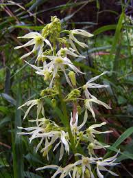 Attēlu rezultāti vaicājumam “Echinocystis lobata”