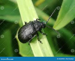 Attēlu rezultāti vaicājumam “Galeruca tanaceti”