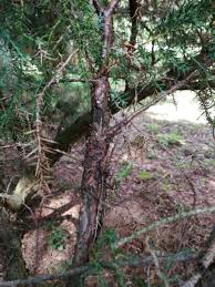 Attēlu rezultāti vaicājumam “Gymnosporangium sabinae”