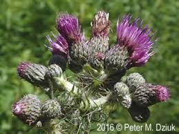 Attēlu rezultāti vaicājumam “Cirsium palustre fruit”
