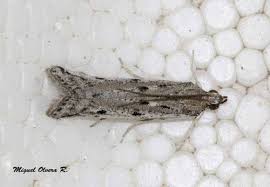 Attēlu rezultāti vaicājumam “Phycitodes binaevella”