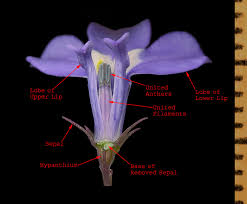 Attēlu rezultāti vaicājumam “Lobeliaceae”