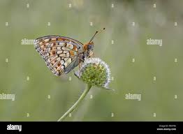 Attēlu rezultāti vaicājumam “Argynnis niobe underside”