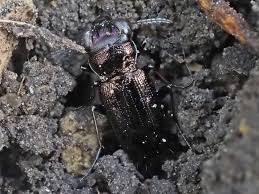 Attēlu rezultāti vaicājumam “Notiophilus germinyi”