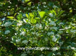Attēlu rezultāti vaicājumam “Crataegus persimilis”