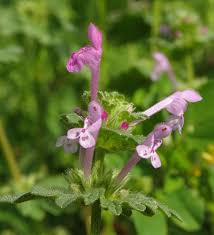 Attēlu rezultāti vaicājumam “Lamium amplexicaule flower”